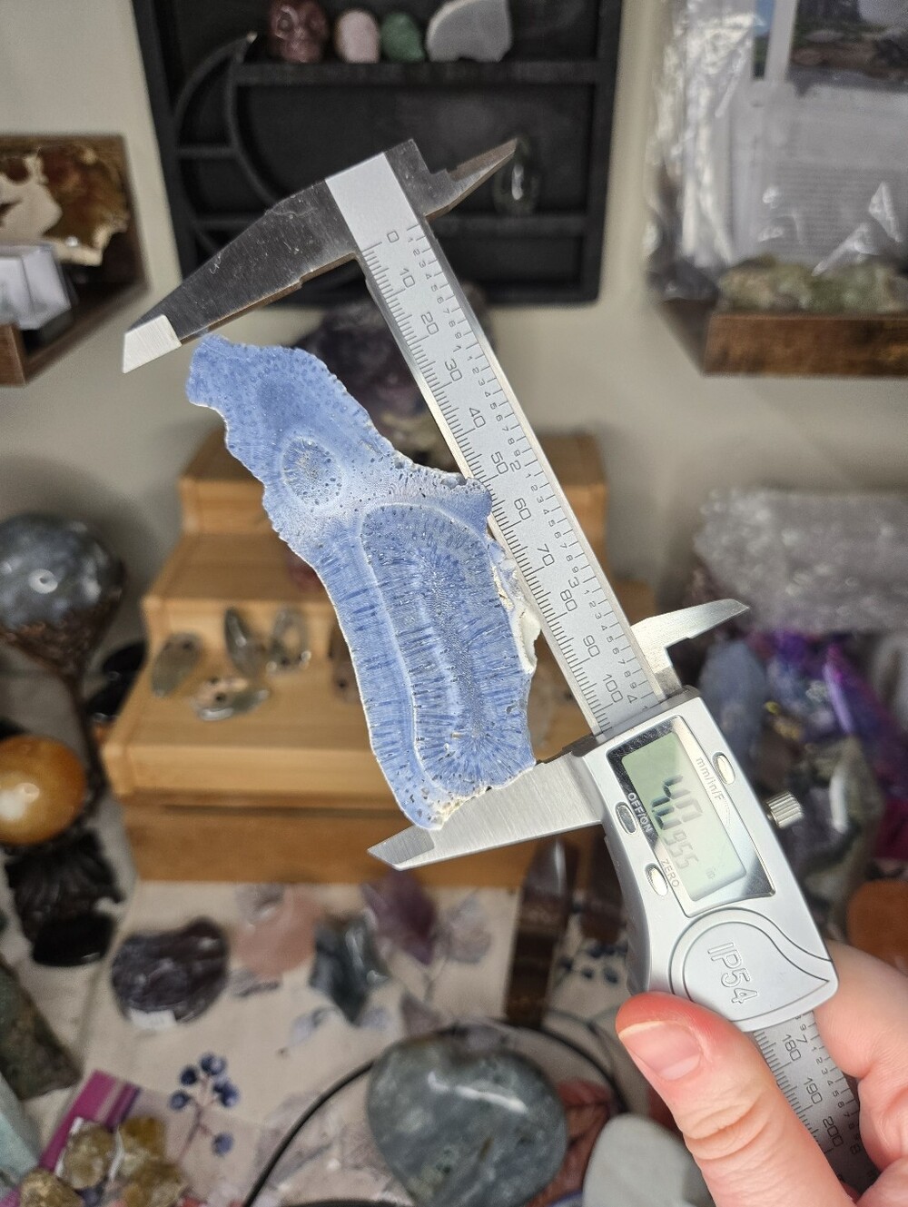 Blue Fossilized Coral Specimen From Florida